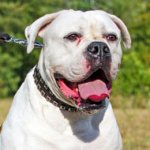 Leather American Bulldog Collar with Nickel Studs