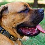 Leather Cane Corso Collar with Nickel Plates and Brass Spikes