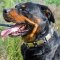 Designer Wide Leather Rottweiler Collar with Vintage Nickel Plates For Stylish Walking