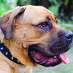 Leather Spiked Cane Corso Collar for Everyday Walks