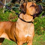 Leather Choke Cane Corso Collar for Obedience Training