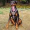 Attack Training Painted Leather Doberman Harness Barbed Wire