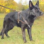 Pulling and Tracking Leather German Shepherd Harness