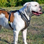 Studded leather American Bulldog Harness with Nappa Padded Chest Plate