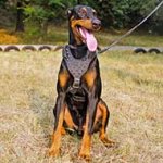 Spiked Leather Doberman Harness for Walking
