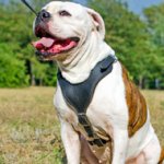 Padded Leather American Bulldog Harness for Agitation Work