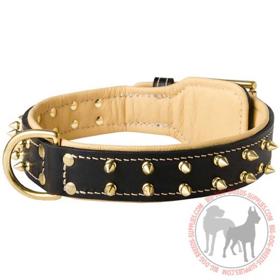 gold spike dog collar