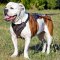 Adjustable Leather American Bulldog Harness for Agitation Training