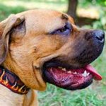 Painted in Flames Leather Cane Corso Collar