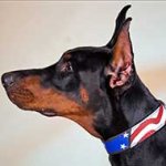 American Flag Painted Leather Doberman Collar for Walking and Training