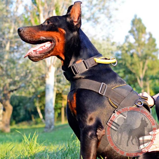 doberman leash training