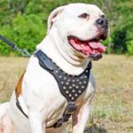 Leather American Bulldog Harness Studded with Nickel Pyramids for Fashion Walking