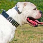Wide Leather American Bulldog Collar for Daily Walking in Style