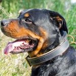 Elegant Leather Rottweiler Collar Padded with Nappa Leather for Walking and Training