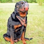 Fire Flames Painted Leather Rottweiler Harness for Agitation Training