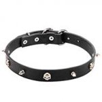"Pirate" Leather Canine Collar with Spikes and Skulls of Nickel Plated Steel