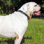 Fashion American Bulldog Collar with Nickel Pyramids for Daily Walking