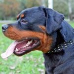 Fashionable Leather Rottweiler Collar with Spikes and Studs