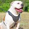 Leather American Bulldog Harness Studded with Nickel Pyramids for Fashion Walking