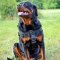 Multipurpose Nylon Rottweiler Harness for Pulling, Tracking, Training, Walking and Sporting