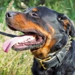 Nappa Padded Leather Dog Collar with Brass Spikes for Walking