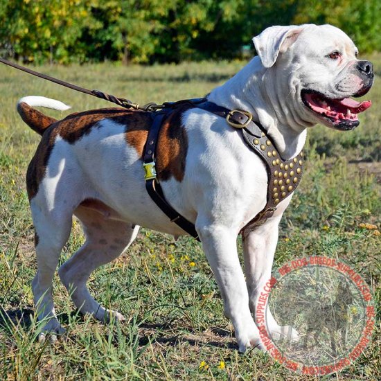 studded leather harness