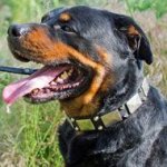 Designer Wide Leather Rottweiler Collar with Vintage Nickel Plates For Stylish Walking
