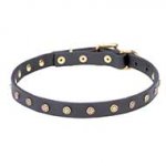 "Stars" Adorned Leather Dog Collar with Brass Studs