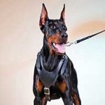Felt Padded Leather Doberman Harness for Attack Training