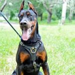 Leather Doberman Harness for Tracking and Walking
