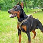 Studded Leather Doberman Harness for Walking and Training