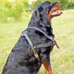 Well-Built Leather Rottweiler Harness for Pulling and Tracking Work