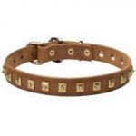 Awesome Leather Canine Collar with 1 Row of Nickel Studs 25 mm wide
