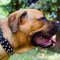 Leather Cane Corso Collar with 3 Rows of Spikes