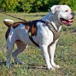 Leather American Bulldog Harness with Brass Studs for Walking