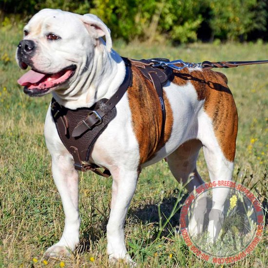 Harness for american bulldog Clearance