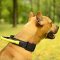 Nylon Pit Bull Collar with Heavy-Duty Handle and Quick Release Button