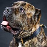 Leather Agitation Training Cane Corso Collar with Handle
