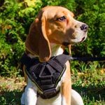 Multifunctional Nylon Small Dog Breeds Harness for Tracking / Pulling / SAR / Training