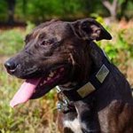 Elegant Nylon Pitbull Collar With Vintage Massive Plates