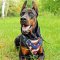 American Flag Painted Leather Doberman Harness for Attack Training