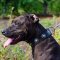 Leather Pitbull Collar with Silvery Conchos for Walking and Training