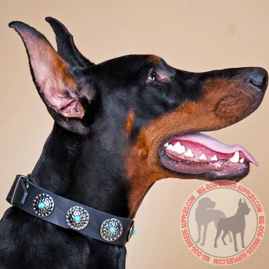 fancy doberman collars