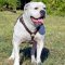 Leather American Bulldog Harness for Tracking Work