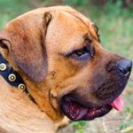 Leather Cane Corso Collar With Dotted Circles