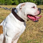 Classic Leather American Bulldog Collar for Walking and Training