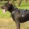 Padded Leather Pitbull Harness for Attack / Agitation Training