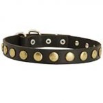Training and Walking Studded Leather Dog Collar