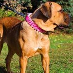 Pink Leather Cane Corso Collar with 3 Rows of Spikes