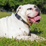 Leather American Bulldog Collar with Large Figured Plates for Daily Walking